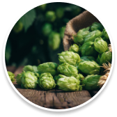 Hops - Max Boost Juice Ingredient